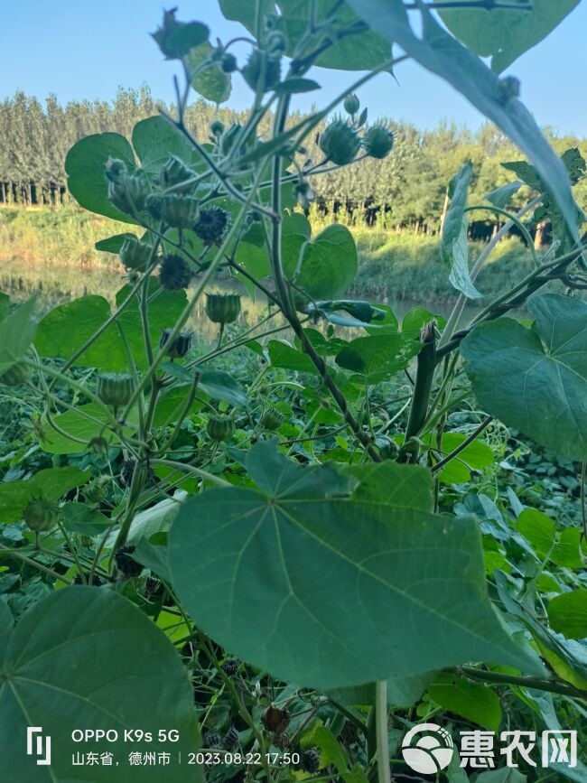 磨盘果，冬葵种子，响耳草果，茼麻来自大自然