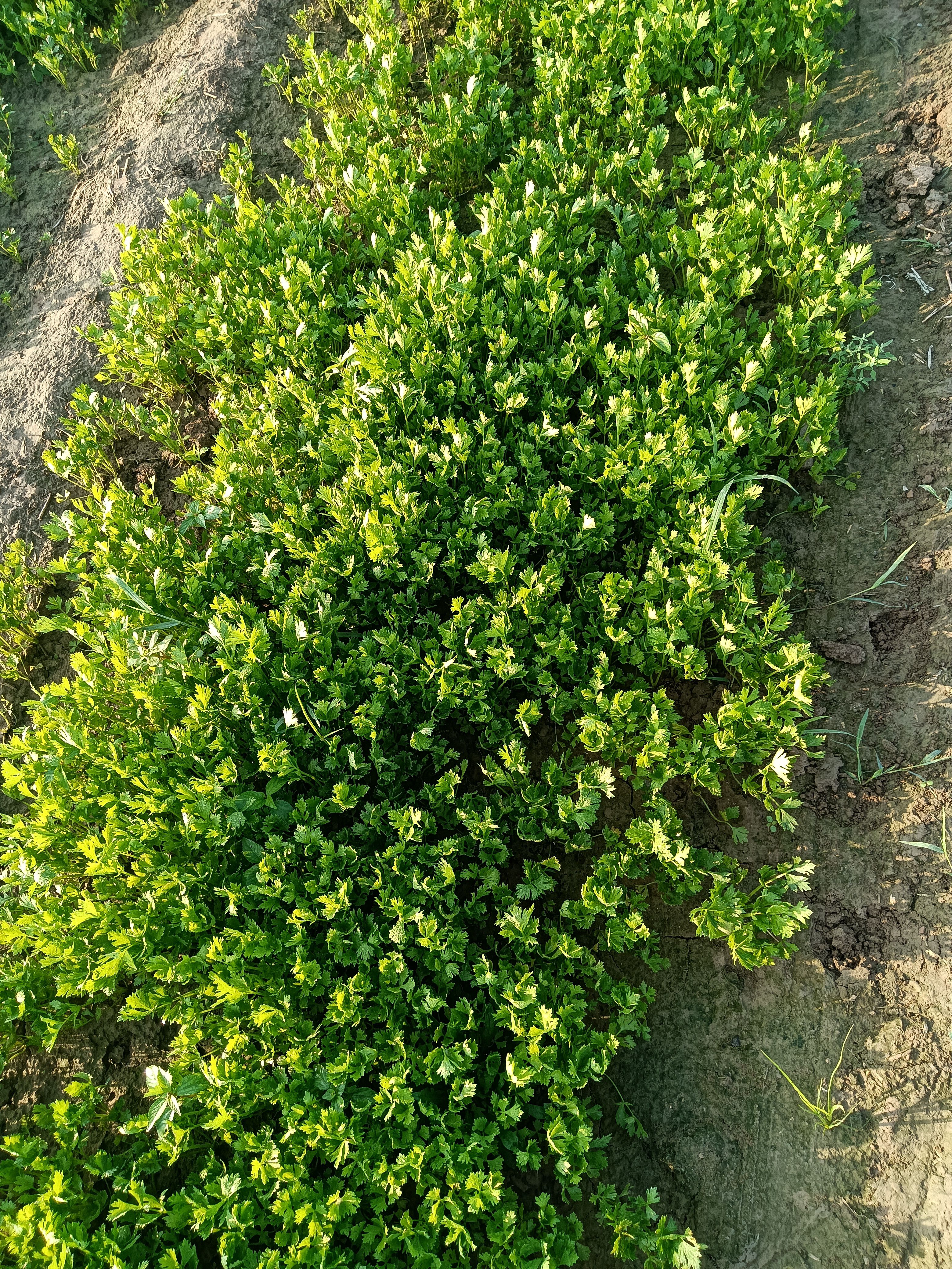 批发零售优质芹菜苗，颗颗粗壮，