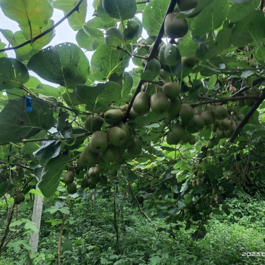 四川高山红心红阳猕猴桃