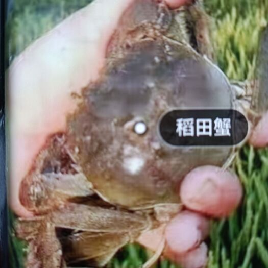 黄骅市河蟹