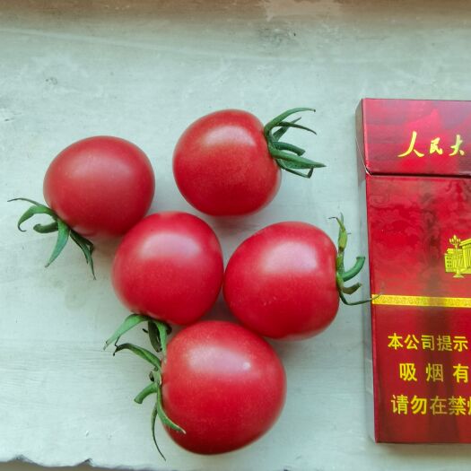 锦州辽宁锦州贝贝圣女果产地直供，量足，寻长期合作
