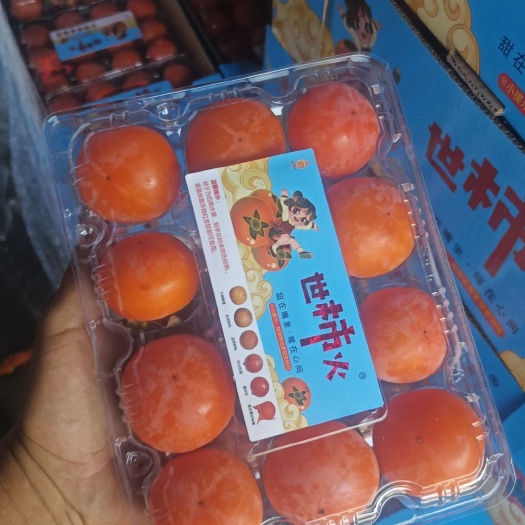 高碑店市七月黄柿子