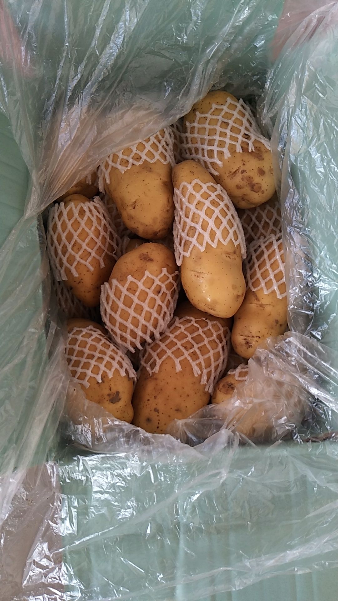 优质土豆