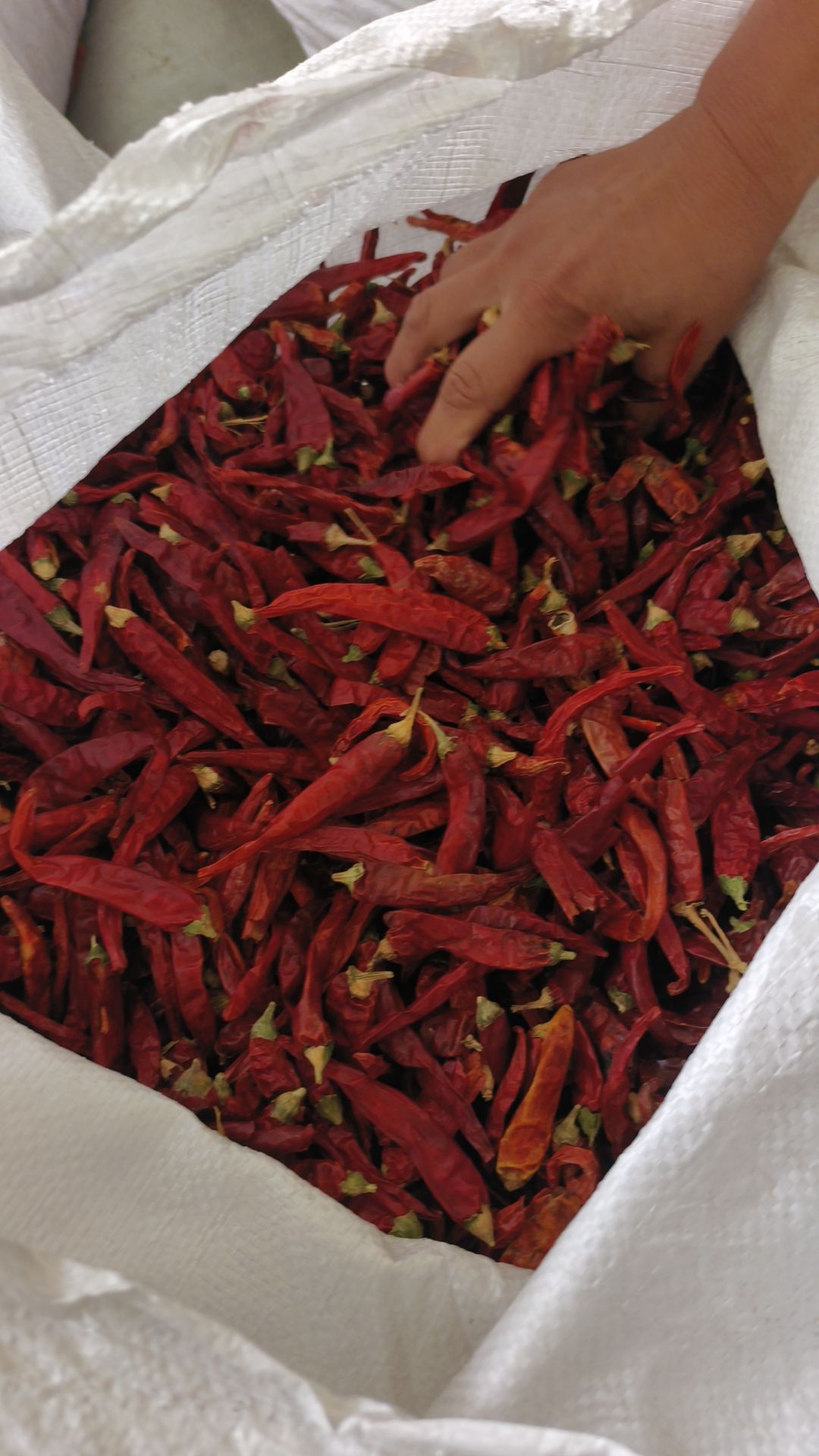 2023河南高辣香辣829精品新货大量批发代收