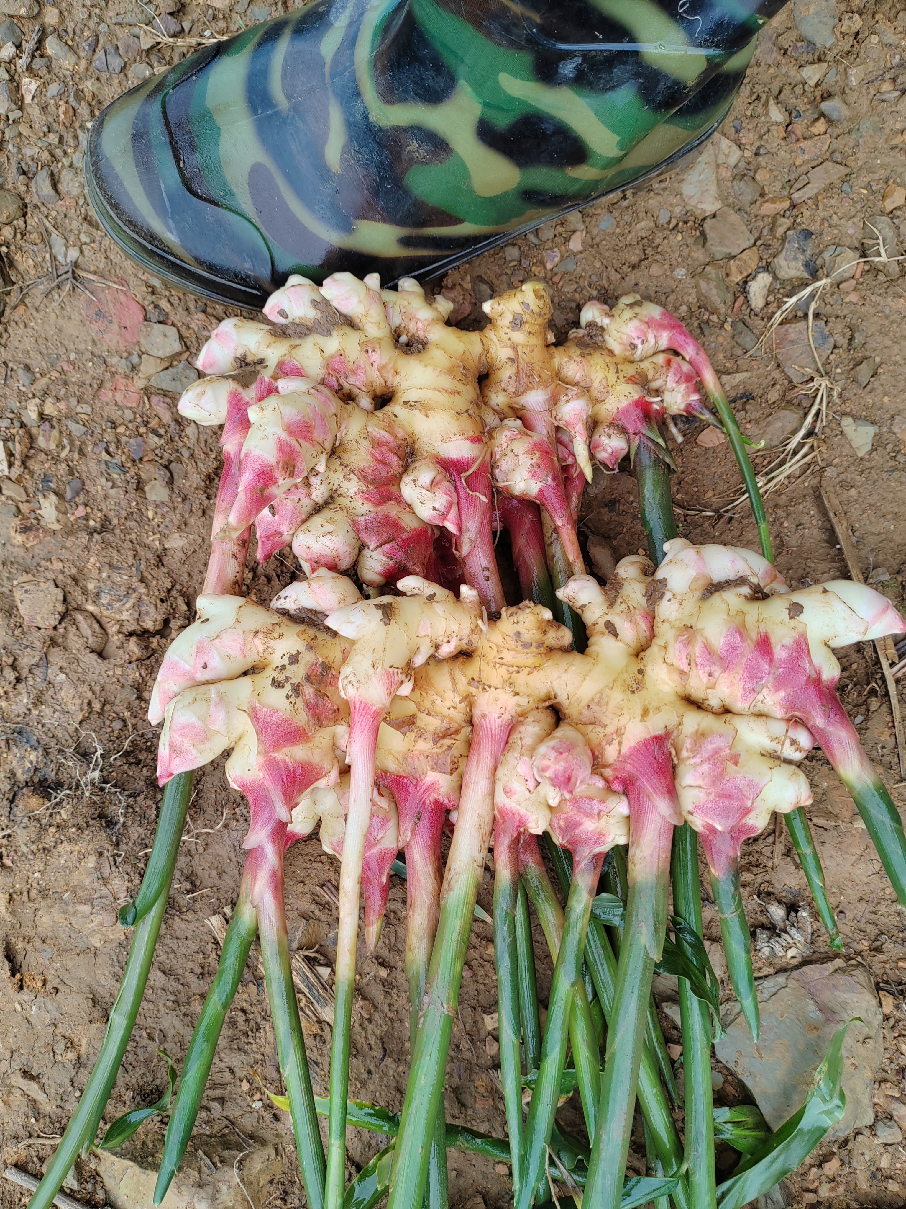 山东二姜   湖南姜