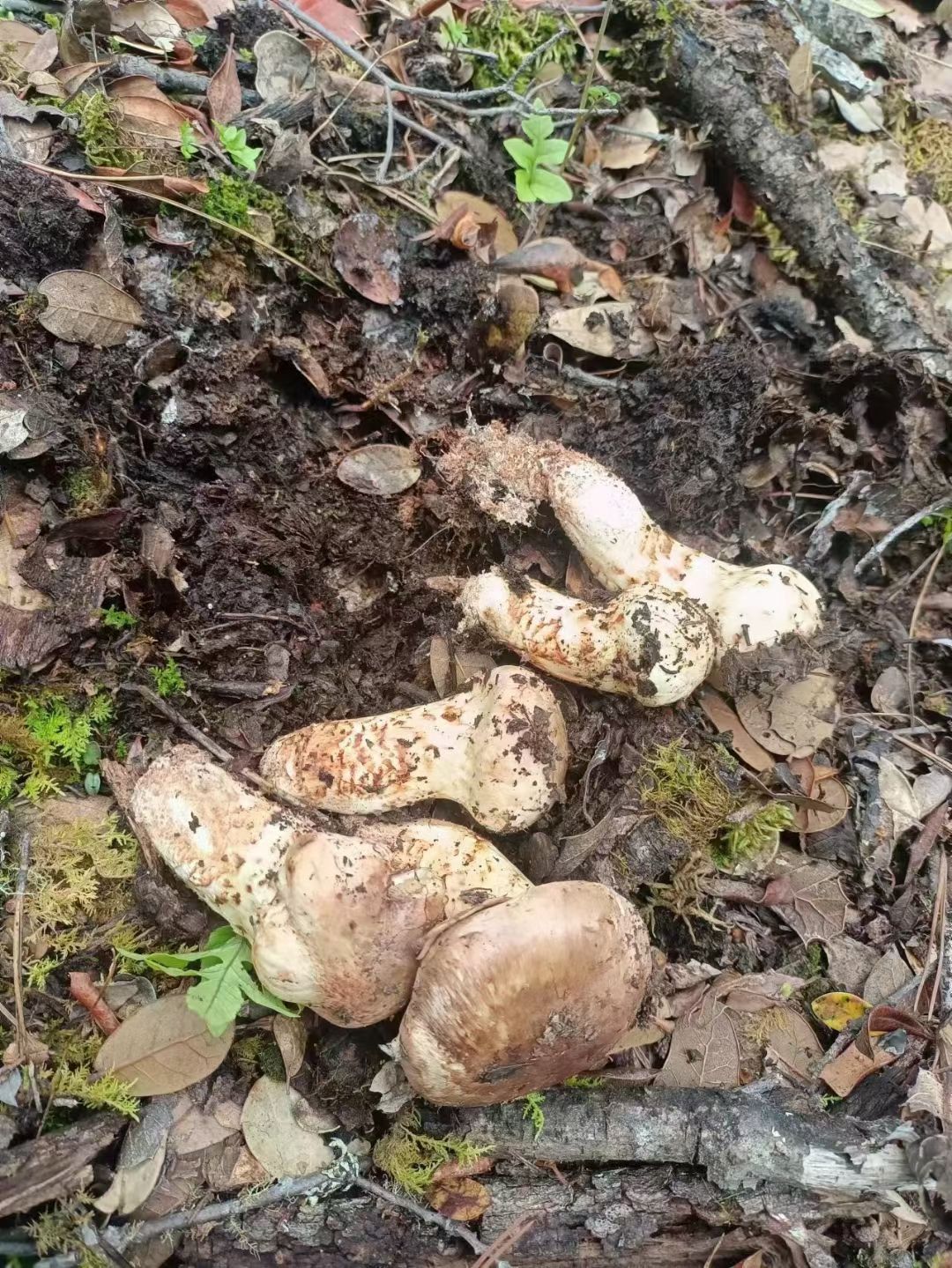高原海拔3800米以上的干虫草和新鲜松茸