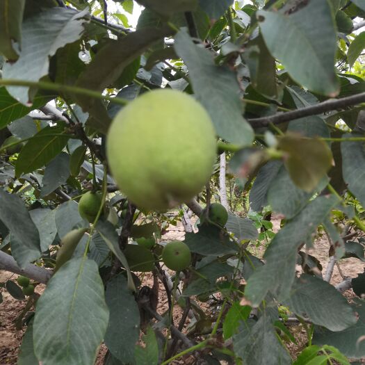 合阳县青皮核桃
