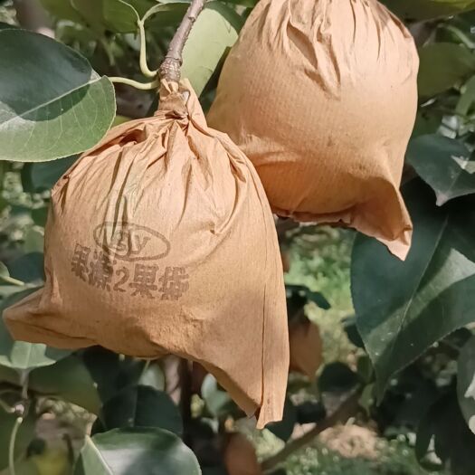 威县甜脆皇冠大量上市