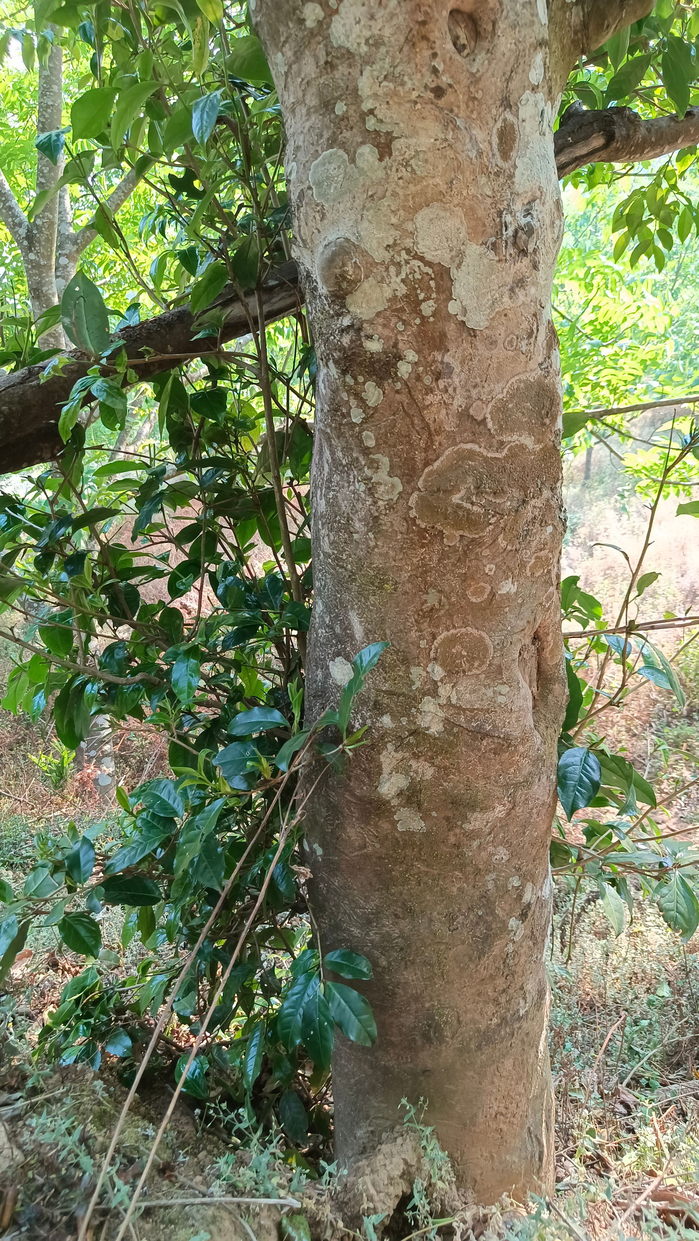 高山野 生绿茶 古树茶 散装 生茶