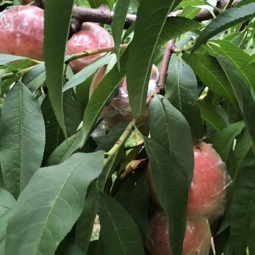 礼泉县自己家种的桃子，又脆又甜！
