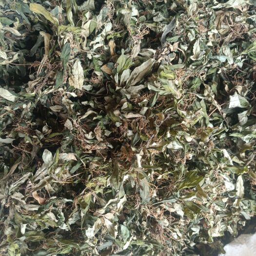 肇庆的白背草