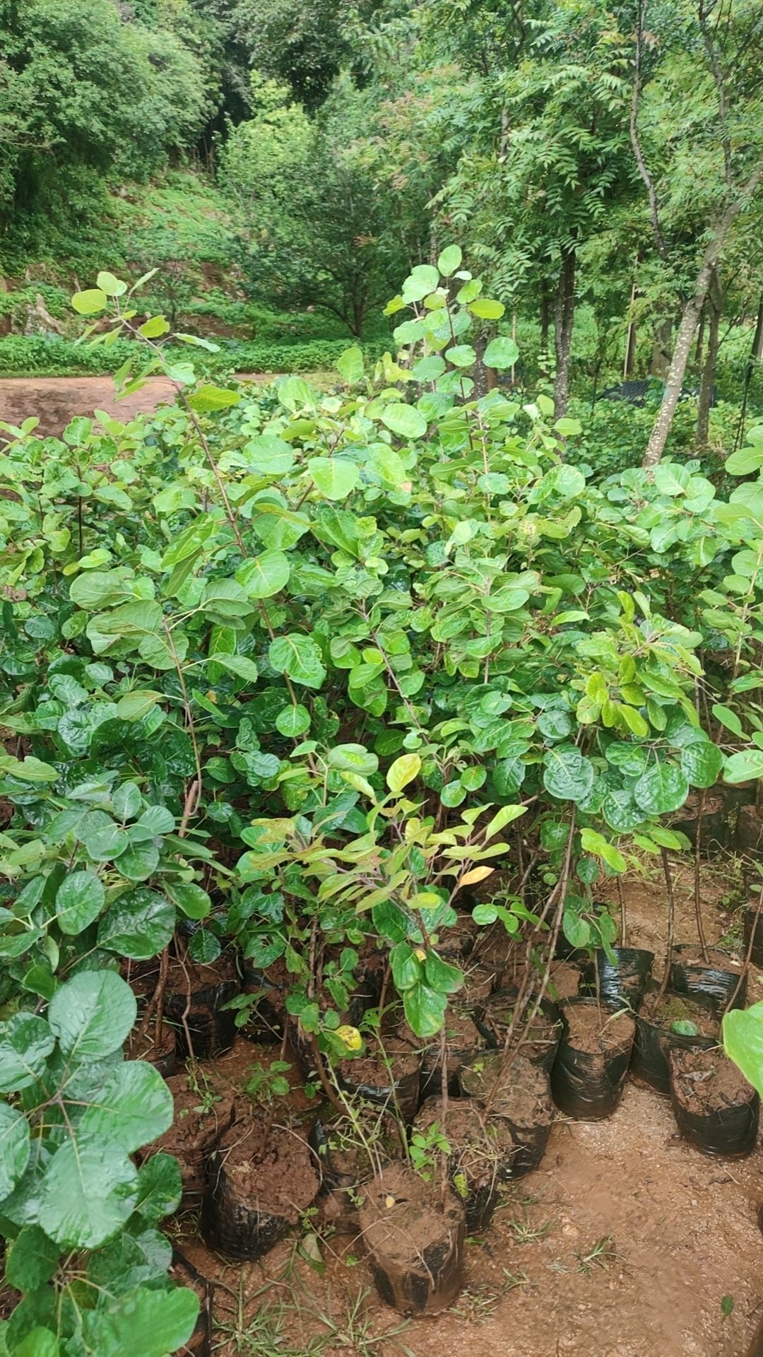 粉背黄栌