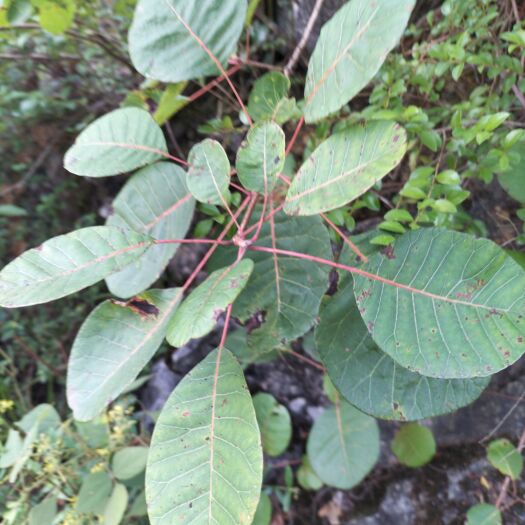 奉节红叶黄枦