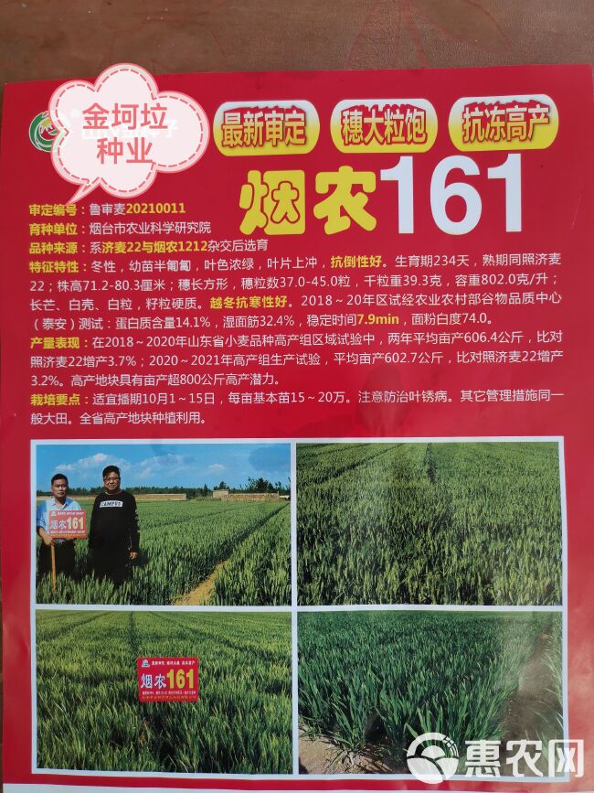 烟农161小麦种子系济麦22与烟农1212杂交升级品种