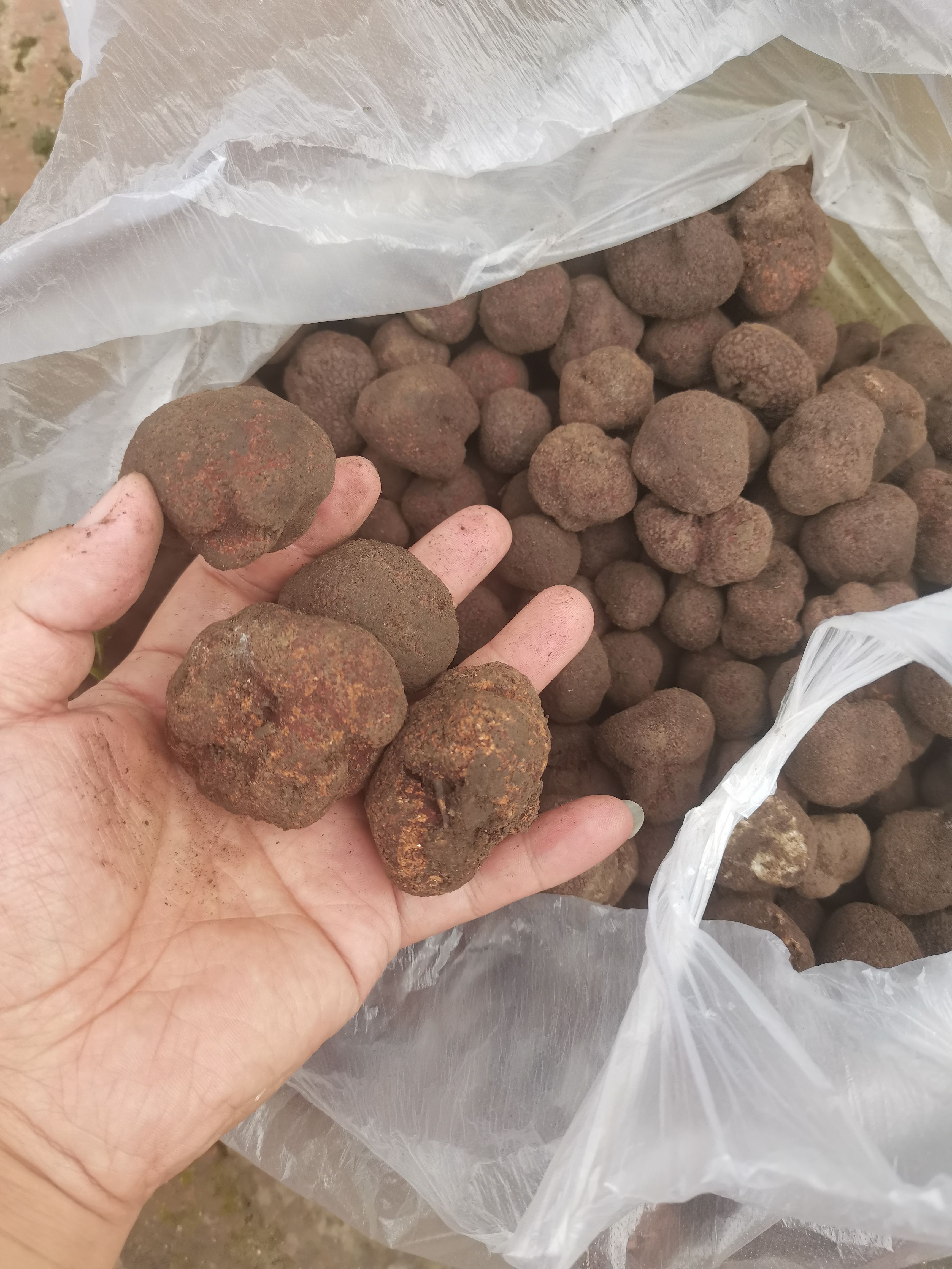 餐桌上的黑钻石