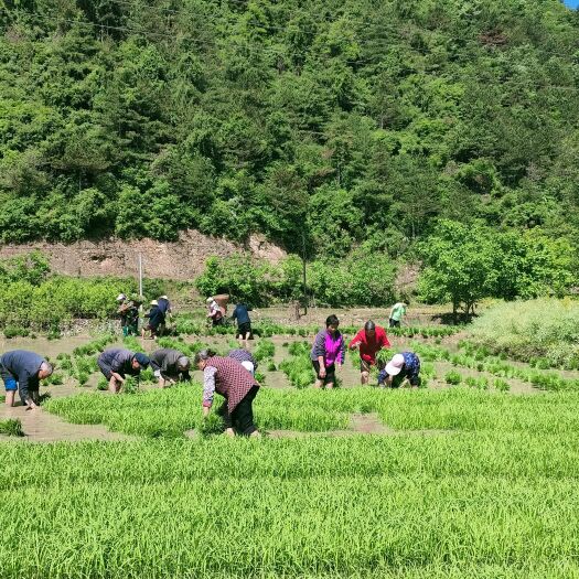 宁强县农家自种大米