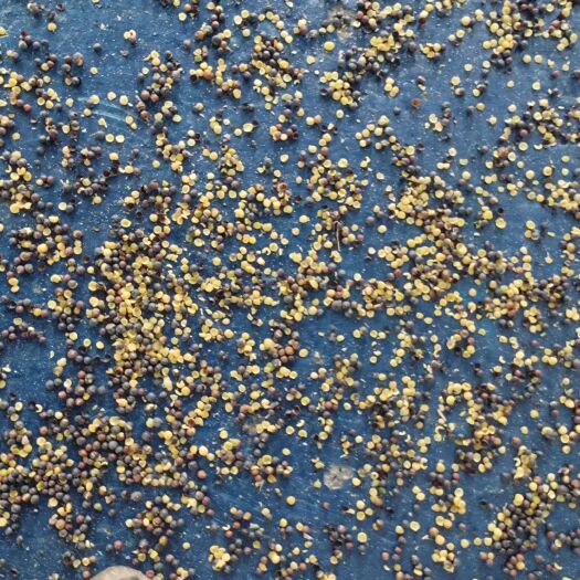 满洲里市0️⃣ 杂质，油色中等，下图为熟榨和生榨油色​价格适中，想