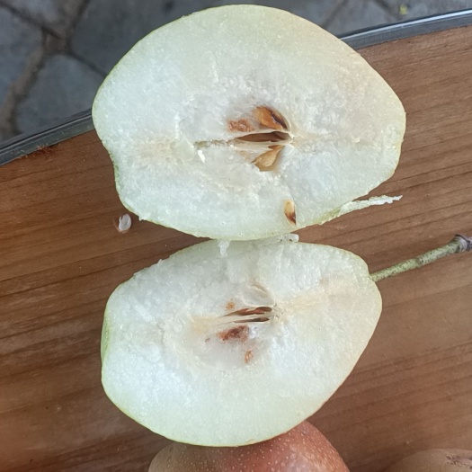 南阳金秋梨