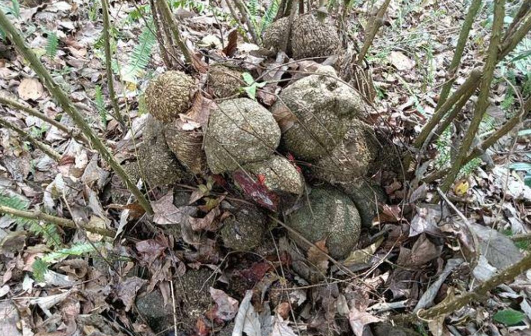 薯良、鸡血莲、血三七，薯莨，中药名。为薯蓣科植物薯莨