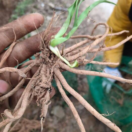 祁东县黄花菜苗 祁东黄花菜种苗四月花大荔陕西甘肃菜苗70包邮专车4