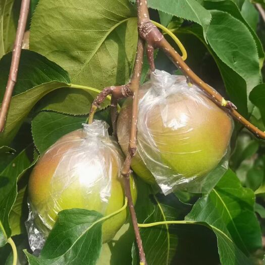 临西县玉露香梨