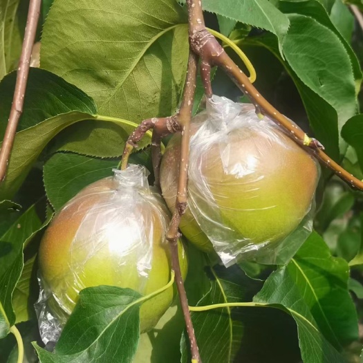 临西县玉露香梨