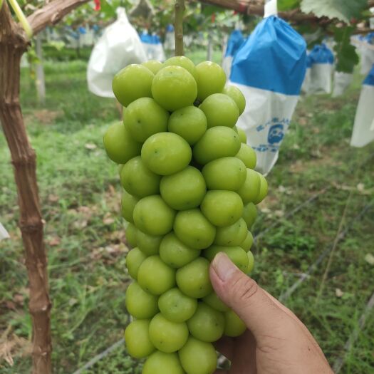 大荔县阳光玫瑰