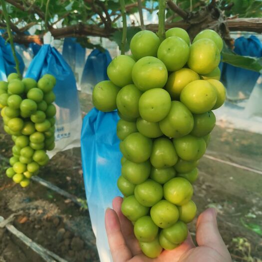 夏邑县精品阳光玫瑰，晴王，精品果，欢迎选购，可进果园现摘