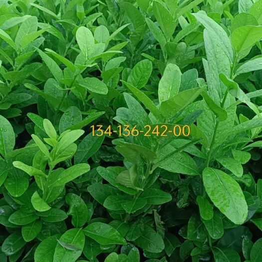 遂溪县广东无核香水柠檬苗