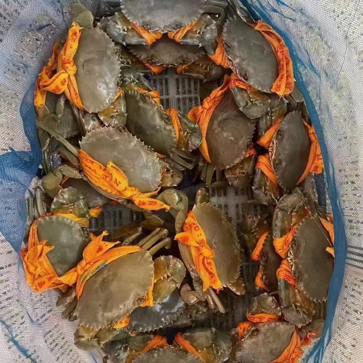 三门县三门青蟹色泽光亮呈青蓝色，壳较薄且大螯较大，整体看来饱满，