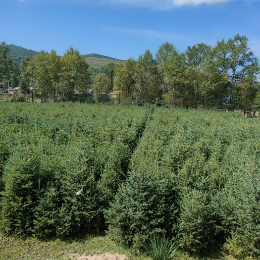 西宁青海云杉，规格多，质量精品，生长在高寒地区，生命力强