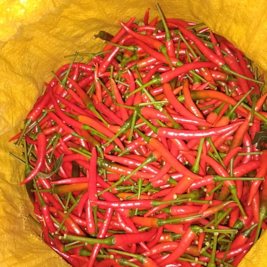 宜良县新鲜小米辣，泡椒用红色小米椒