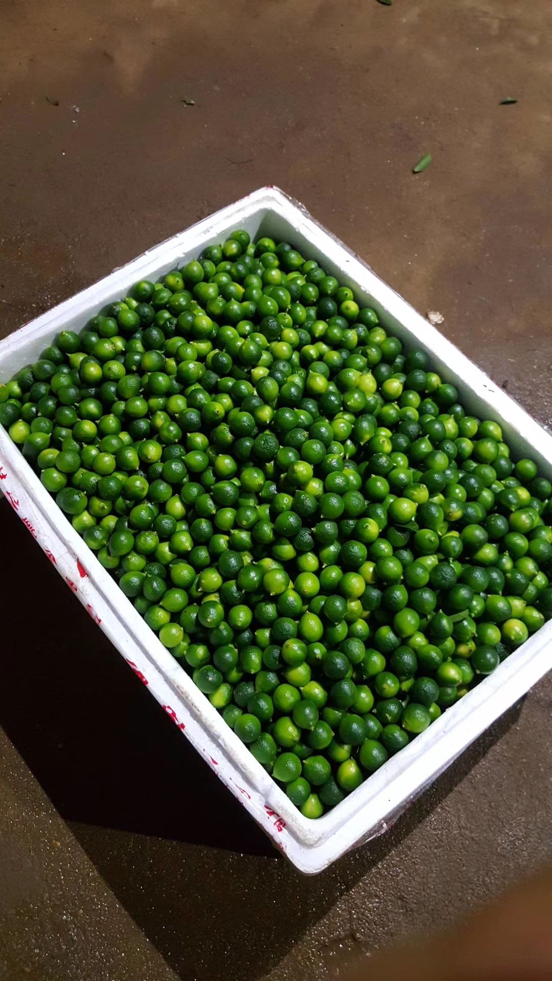 海南小金桔新鲜酸青桔小青柠 餐饮奶茶店原材料皮薄多汁，不包邮