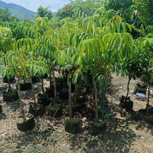 揭阳嫁接三惗橄榄