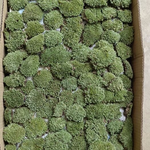 太湖县出售各种采苔藓，如白发藓，大灰藓，星星藓等，各种永生苔藓。