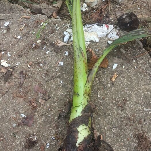禄劝县地梢瓜种苗