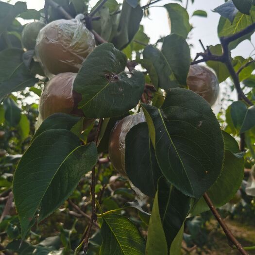 蒲城县玉露香梨，砀山梨