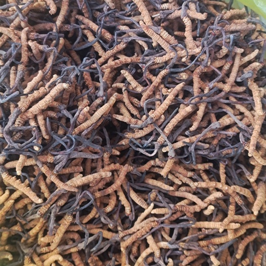 青海果洛州玉树冬虫夏草，高海拔，纯，支持货到付款
