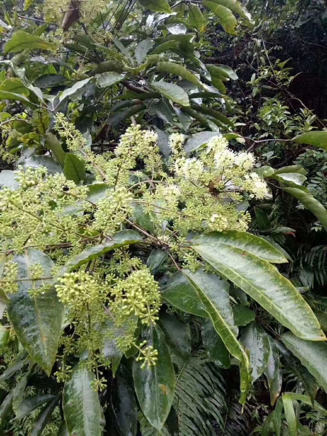 冬蜜（鸭脚木蜜）鹅掌柴，