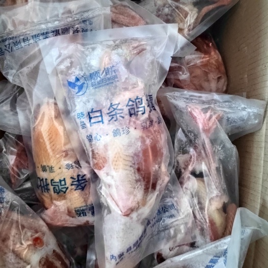 内黄县白条鸽