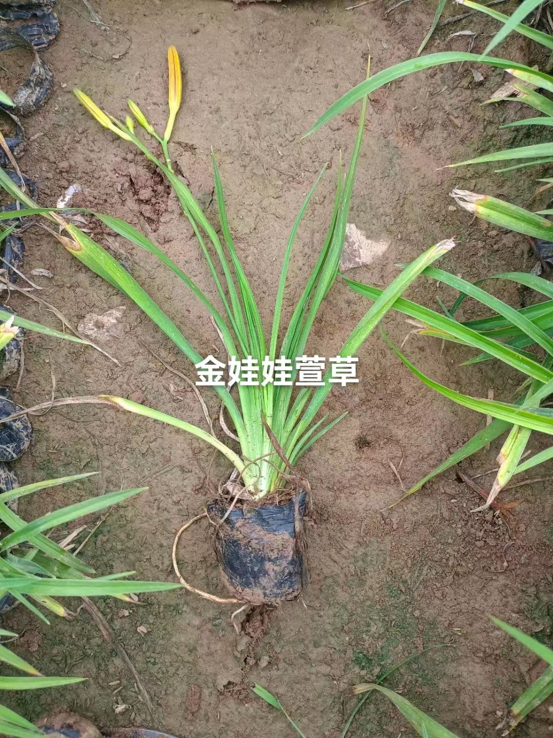 萱草