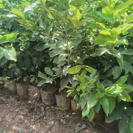 重庆市柠檬树苗（杯苗）