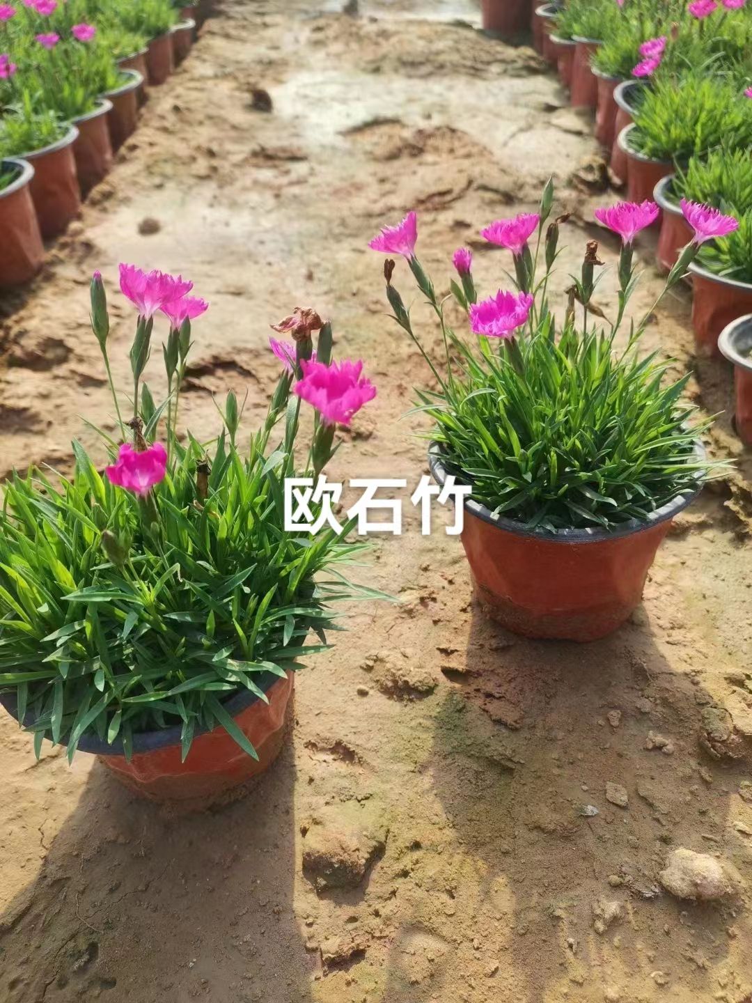 欧石竹