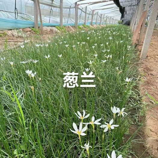 沭阳县葱兰