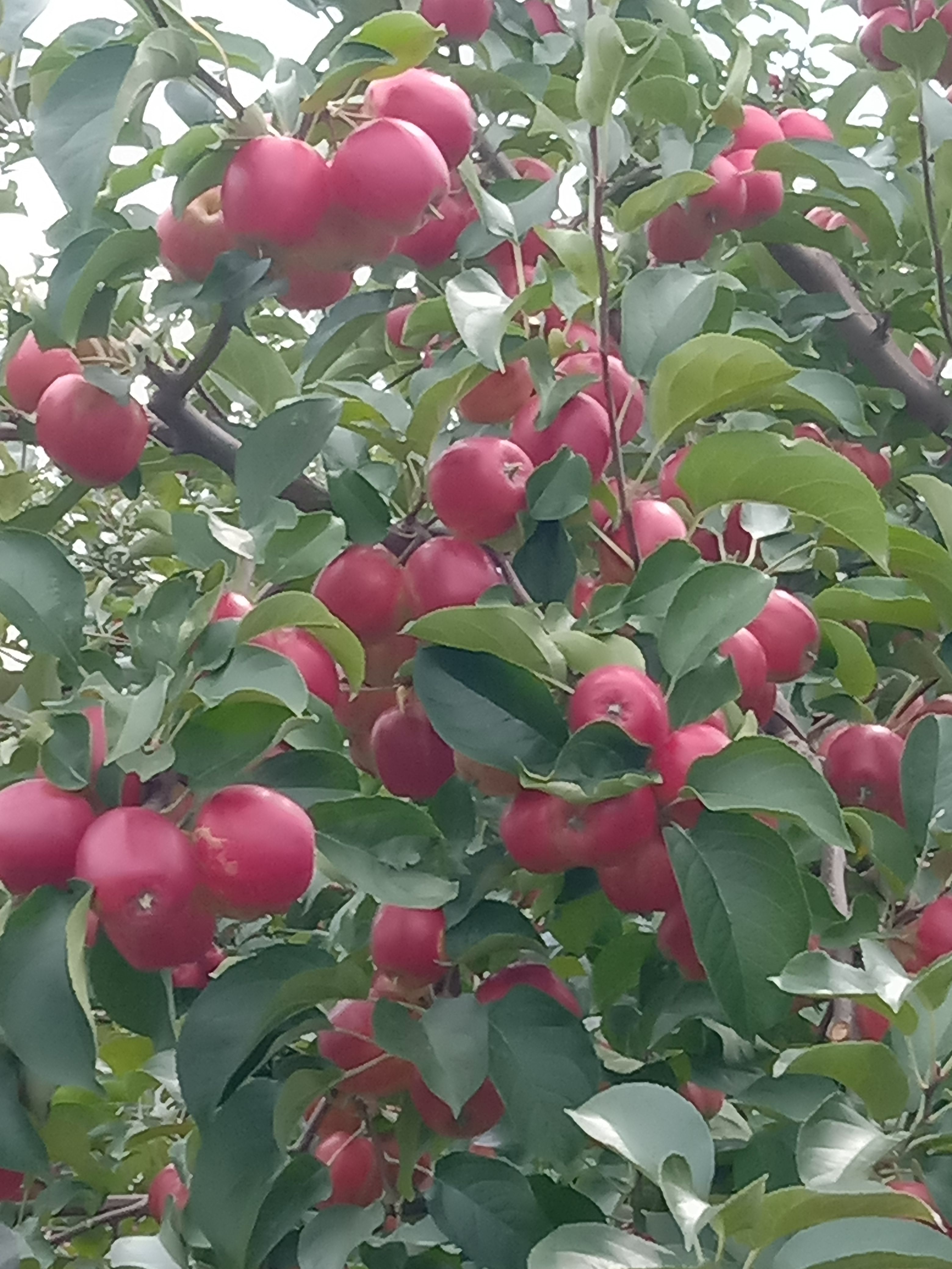 金红123有雹伤适合果脯