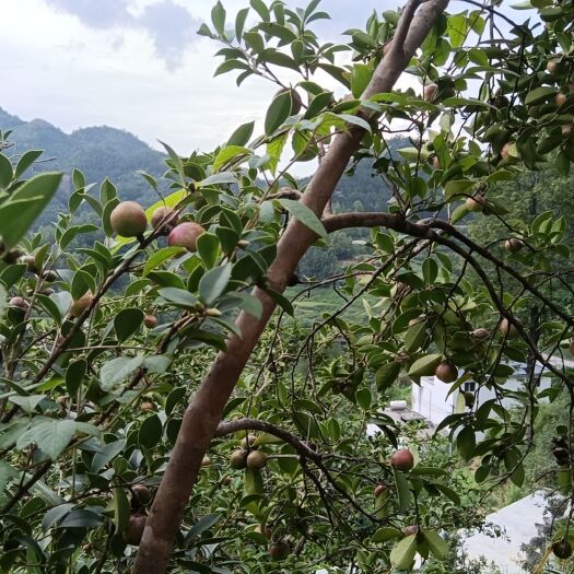 隆林县老树山茶油