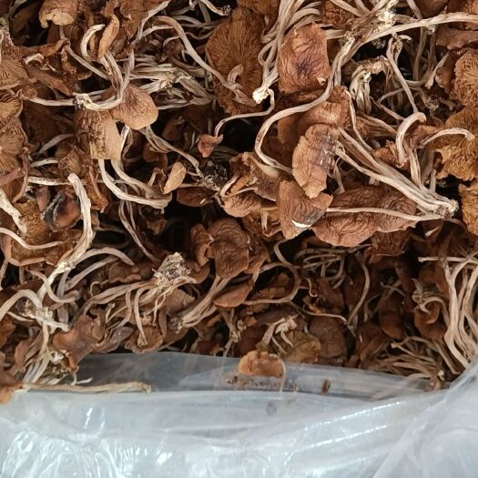 古田县开伞茶树菇