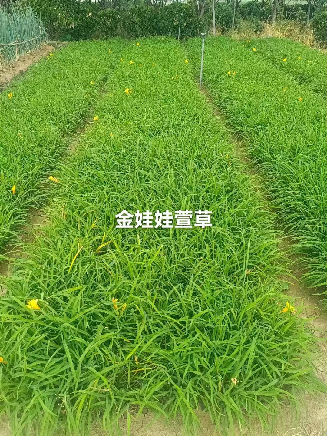 萱草