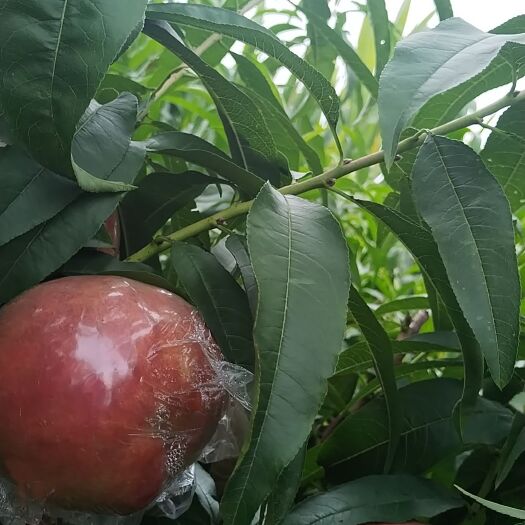 红不软水蜜桃