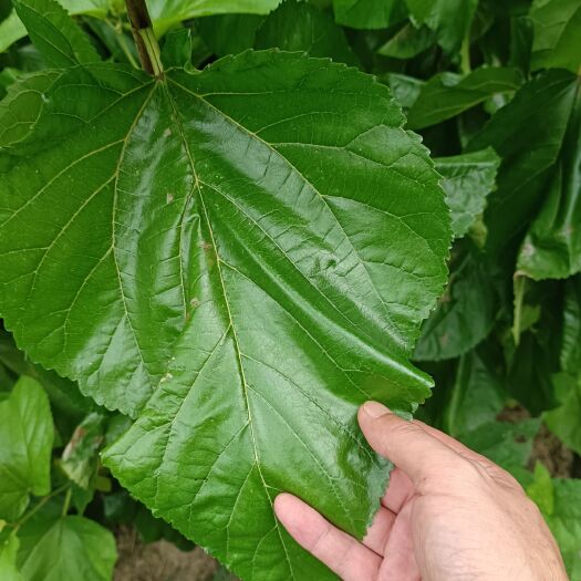 海宁市又涨价了，强桑1号岀货中，叶大厚重，规格齐全。